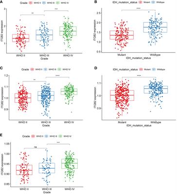 Correlation between ITGB2 expression and clinical characterization of glioma and the prognostic significance of its methylation in low-grade glioma(LGG)